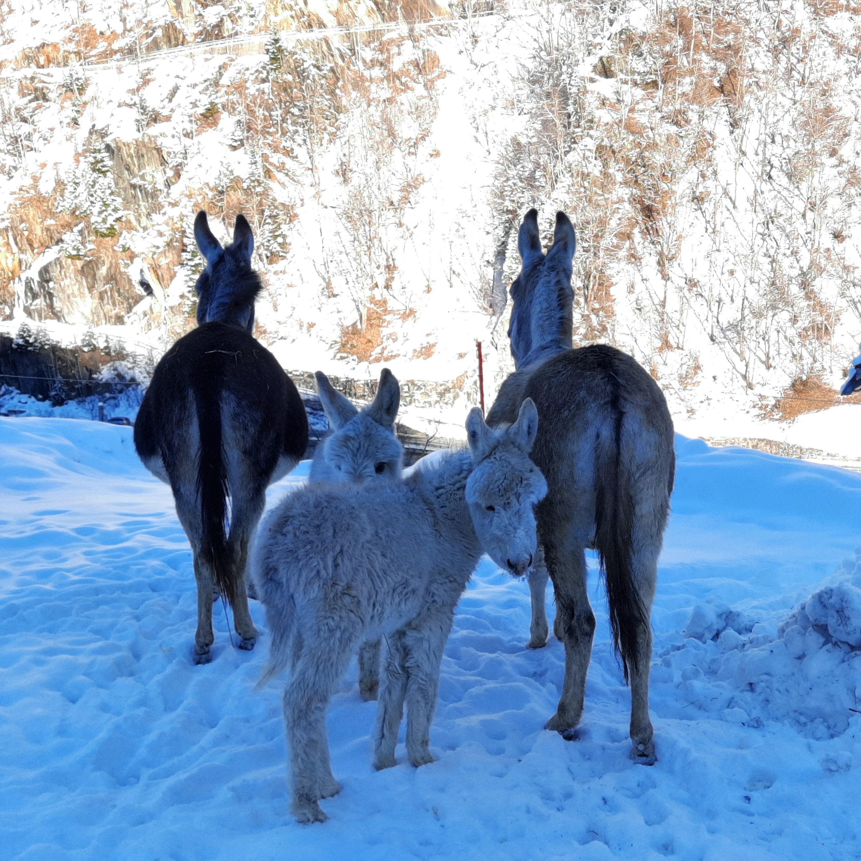 Pippi, Snow, Orla, Pia