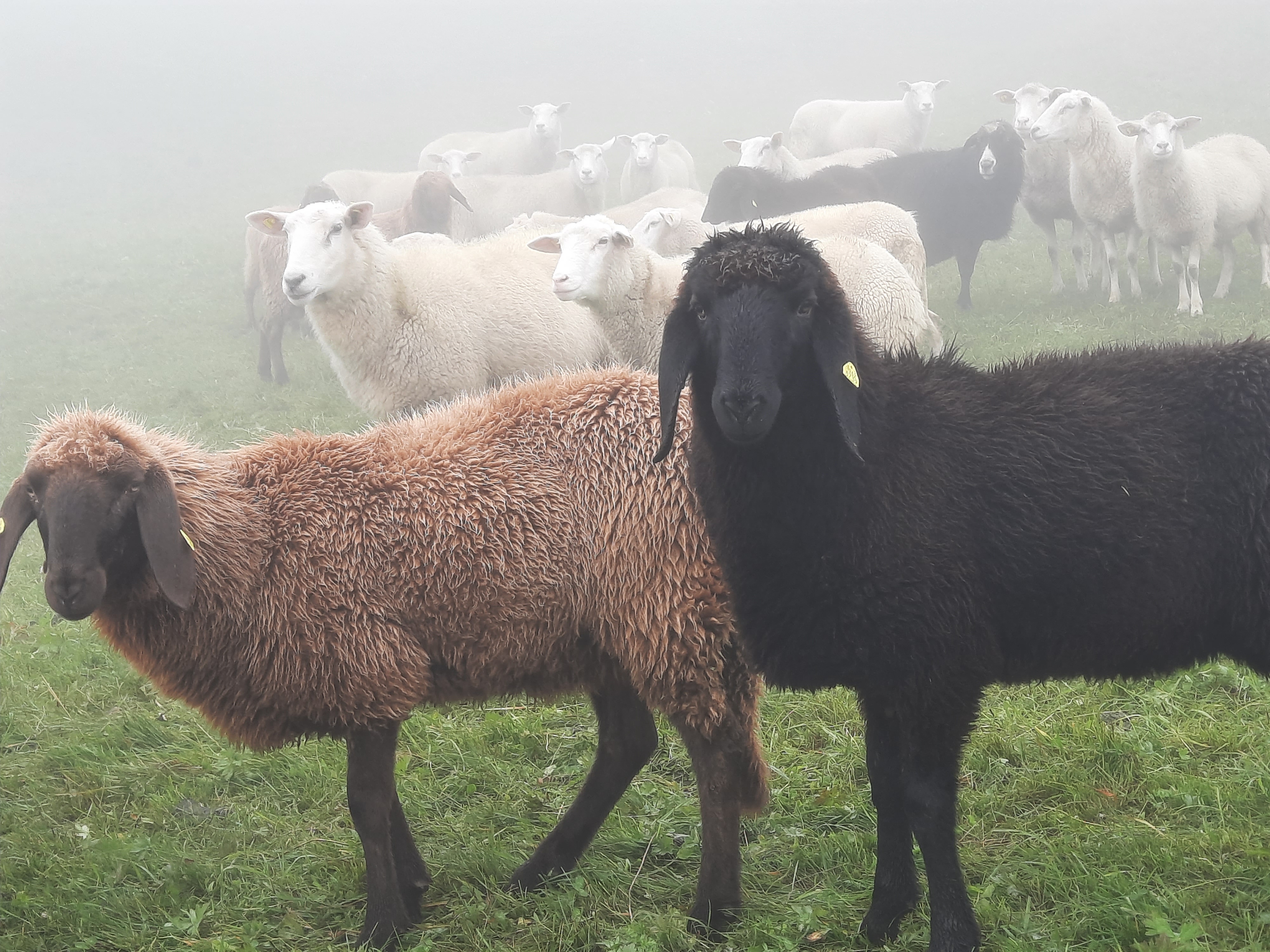 Unsere Schafe