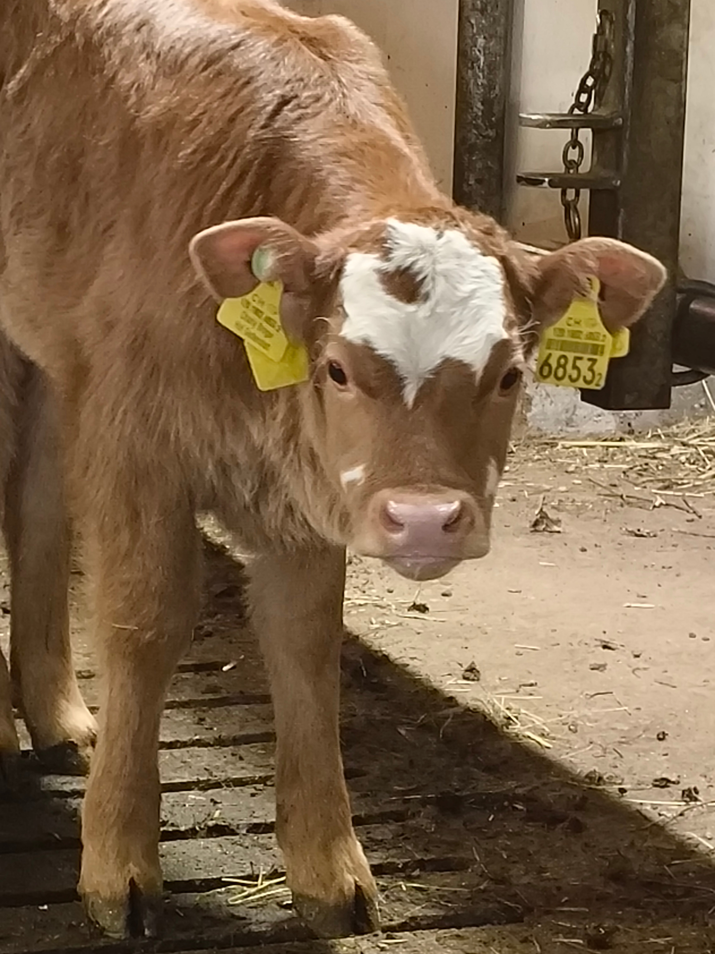 Neues Jahr, neue Kälber