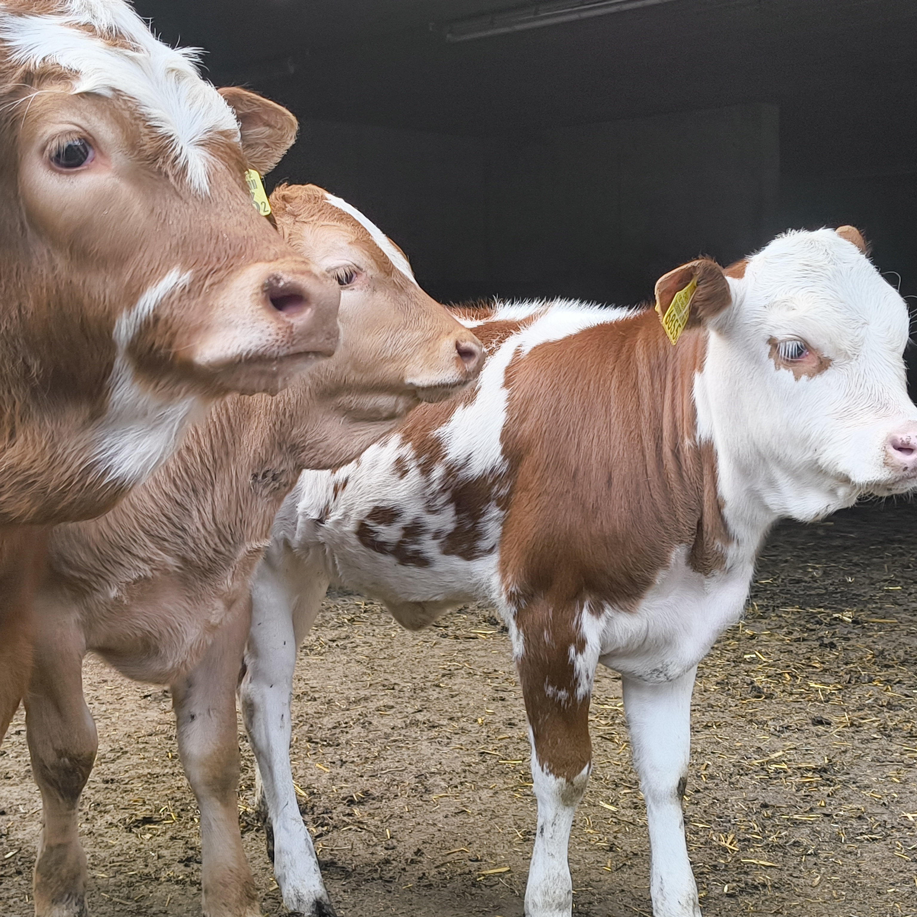 Kälber unter sich